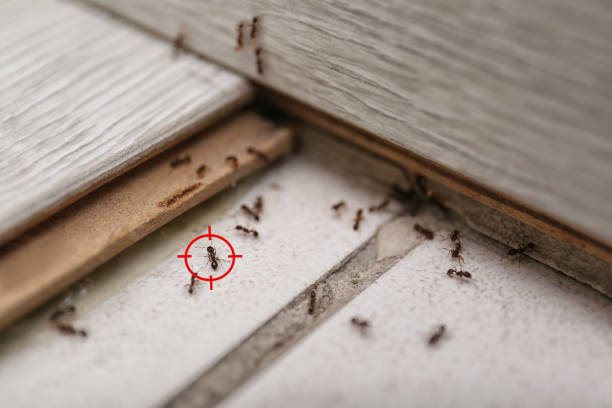 Insect Control in Rio Linda, CA