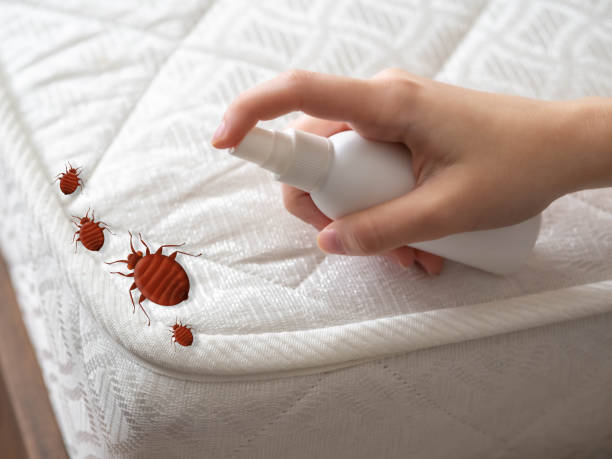 Best Bed Bug Extermination  in Rio Linda, CA