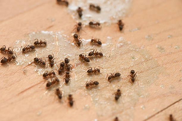 Best Spider Control Near Me  in Rio Linda, CA