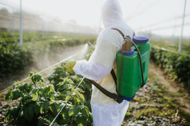 Best Affordable Pest Control Services  in Rio Linda, CA